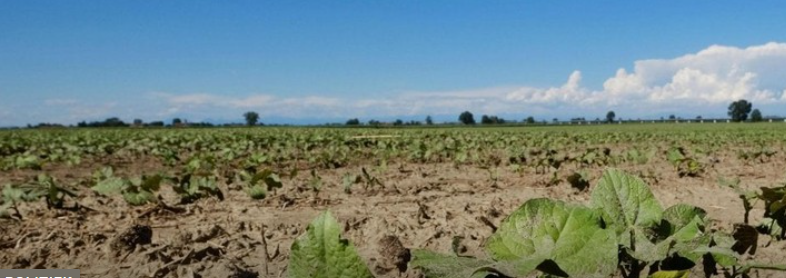 Droogtecrisis, Centrone: “Trani’s landbouw riskeert het faillissement van tientallen landbouwbedrijven
